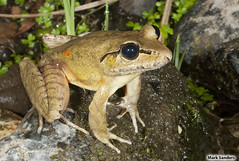 Ground Frogs (Myobatrachidae)