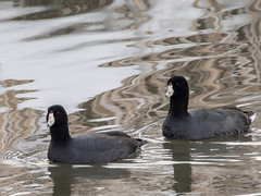 Rails, Gallinules, Coots, and Kin