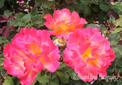 International Test Rose Gardens (D)