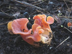 Mushrooms of Sierra Nevada