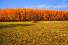 Autumn colors / Őszi színek / Herbstfarben