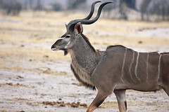 Spiral-horned Antelopes
