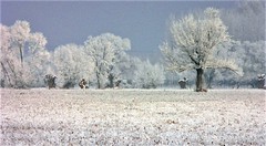 Winter in East Hungary