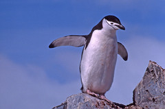 Penguins [colour]