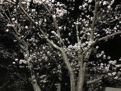 Night Sakura 2019, Asukano @Nara,Apr2019