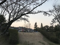 Evening Sakura 2019, Asukano @Nara,Apr2019