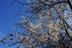 2019.04.17; Branchbrook Park Blossoms