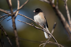 Towhees / Sparrows / Buntings