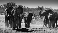 Elephants of Namibia