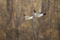 Ducks-Geese-Swans-Grebes
