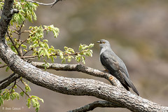 Cuco-canoro | Common cuckoo (Cuculus canorus)
