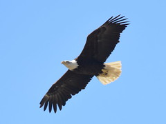 Eagles, Hawks, Ospreys and Vultures