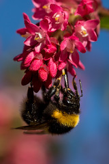 Bienen, Hummeln und Wespen