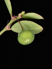 PHYLLANTHACEAE - Phyllanthus tenellus