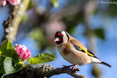 goldfinch (1)
