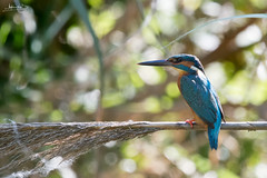 Guarda-rios / Common kingfisher (Alcedo atthis)