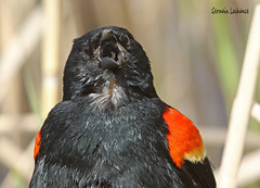 Carouge à épaulette / Red-winged Blackbird
