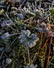 Premières gelées ❄️💨🍃 #nature #grassland #grass #frozen #winter #beautiful #pretty #flowers #twilight #beauty #light #love #green  #weather #day #mothernature