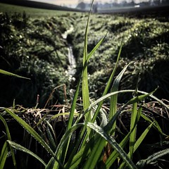 Un air de printemps ☀️🌾 #nature #greengrass #streams #field #beautiful #pretty #sunset #sunrise #blue #flowers #night #grass #beauty #light #love #green #dusk #weather #day #iphonesia #mothernature #light