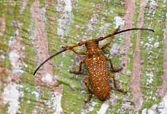 Laos: Coleoptera (beetles)