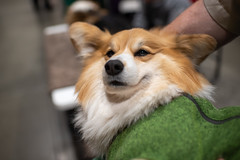 Seattle Dog Show, 10 March 2019