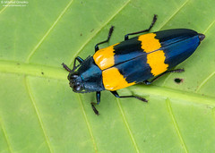 South-East Asia: Coleoptera (beetles)