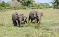 2019 Sri Lankan elephants