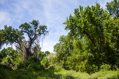 2019 Kaweah Oaks Preserve