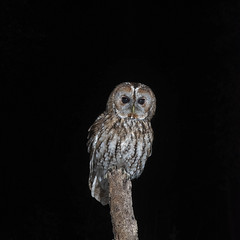 Tawny Owl shoot