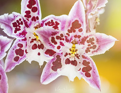 orchis orchidée