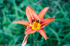 WILDFLOWERS - Day Lilly