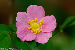 Wildflowers - Pink