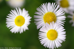 Wildflowers - Daisy Fleabane