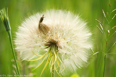 Wildflowers - Dandelions