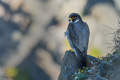 Falcão-peregrino (Falco peregrinus)