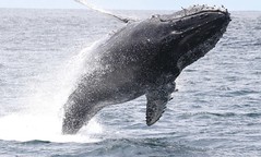 Monterey Bay Whale Watching trip, CA 05-06-19