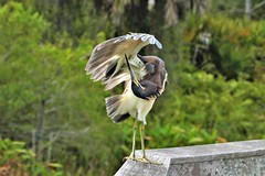Tricolor Heron (Egretta tricolor)