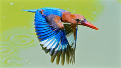 Birds Of Singapore (Native)