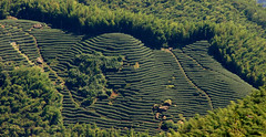 Tea plantations, tea factories
