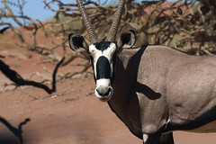 Oryx