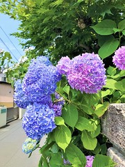 Japan summer 2017