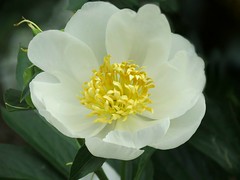 FLORA (Saxifragales)