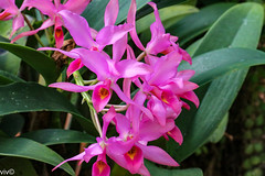 Guarianthe Skinneri Orchid