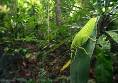 South-East Asia: Grasshoppers (Orthoptera)