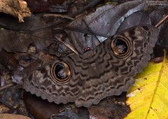 Laos: butterflies (Lepidoptera)