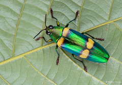 Coleoptera (beetles)