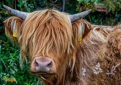 Highland Cattle on Hulleter Farm. Oxen Park. Cumbria.