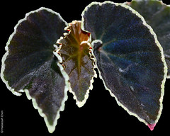 Begonia darthvaderiana (Begoniaceae)