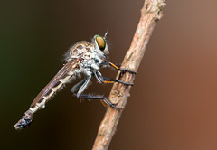 South-East Asia: Diptera