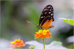 Schmetterlinge/ Butterflys